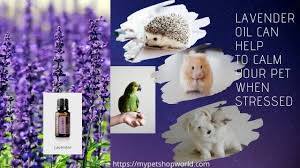 These sprays, collars and diffusers are very similar to natural pheromones. Doterra Essential Oils For Cats And Dogs Best Pet Supplies