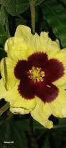 Image result for Hibiscus ludwigii