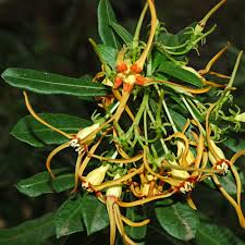 Image result for Strophanthus speciosus