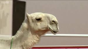 What sound does a camel make? Qjeex5zgxnx3wm