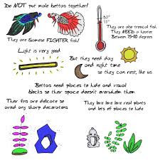 Some Beginner Tips For Betta Care I M Still Shocked At How Many People Don T Realize Bettas Are Tropical Fish Who Need Heaters Beta Fish Beta Fish Care Betta