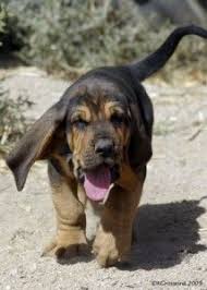 Black And Tan Bloodhound Puppy Bloodhound Puppy Bloodhound Puppies Puppies Hound Puppies