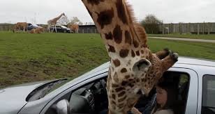 With over 27 rides and attractions, there is something here to suit the whole family. Watch Window Smash On Giraffe S Head At West Midland Safari Park Worcester News