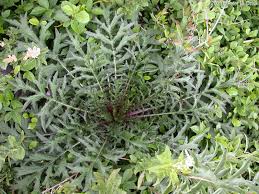 Image result for Cirsium