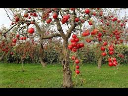 Everything You Need To Know About Apple Trees Including Growing From Seed Vs Grafting Youtube
