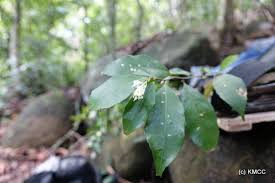 Image result for Rinorea angustifolia