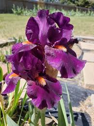 Extremely ungainly, they flourish in arid conditions where no plant will survive. Indomitable Irises Colorado Yard Care