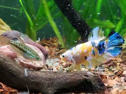 Bumblebee is the easiest and most powerful tool to clean, transform, and prepare data of any size for analysis, visualization, reporting, and machine learning. My Favorite Tank Is The One I Took A Risk On Bumblebee Betta Sparking Gourami Neo Shrimp And Two Neon Blue Goby Don T Be Afraid To Take Risks Within Reason Observe Your