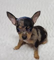 Check spelling or type a new query. Blue Merle Chihuahua Puppies Wildcreek Puppy Kennel Facebook