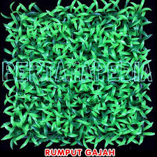 Maybe you would like to learn more about one of these? Rumput Hiasan Dinding Tembok Pohon Hias Untuk Toko Kios Tempat Usaha Shopee Indonesia