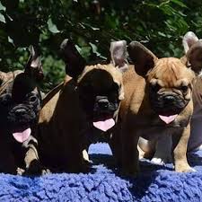 Home for the best english bulldog puppies get your pups at affordable prices including available puppies, shipment details, about and more. French Bulldog Puppies In Pa Home Facebook