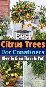 Citrus trees themselves do okay in containers, but there are varieties of dwarf citrus tree that handle container planting much better. 5 Best Citrus Trees For Containers Growing Citrus In Pots Gardenideas Garden Garden Gardendes Potted Trees Patio Growing Citrus Fruit Trees In Containers