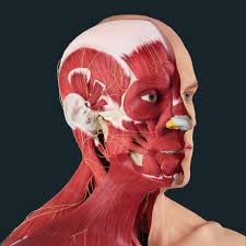 .in the head and neck region has been included while there are many head and neck anatomy rather than a detailed account for neurosurgery. Gross Head And Neck Anatomy