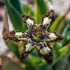Image result for Ferraria