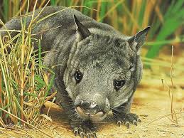 Image result for wildlife around the world