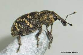 kleine braune kafer im zimmer haus was tun brauner kafer kafer braun werden