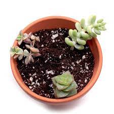 Planting Succulent Cuttings A Visual Guide Mountain Crest Gardens Succulents Succulent Cuttings Planting Succulents