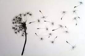 Dandelion Drawing Google Search Dandelion Tattoo Dandelion Tattoo Design Dandelion Tattoo Small