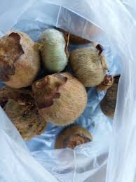 Image result for Ficus saussureana