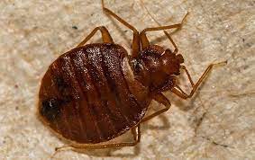 The hotel is within walking distance of the museum campus, a lakefront park that's home to the shedd aquarium, adler planetarium, and the field museum. Bed Bugs Common Pest Identification In Chicago Il Metro