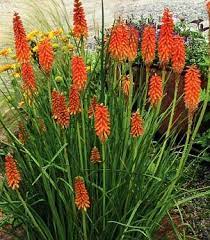 Pin By Patty Hume On Client Project Replace Pampas Grass Red Hot Poker Plant Plants Hummingbird Plants