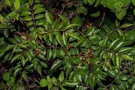 Image result for Clausena anisata