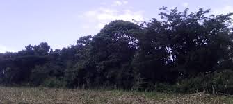 Image result for Millettia oblata