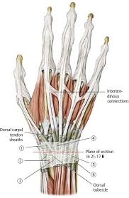 Diagram showing the tendon and ligament anatomy of the hand and wrist learn with flashcards, games and more — for free. Wrist Hand Atlas Of Anatomy