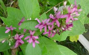 Image result for x Ruttyruspolia 'Phyllis van Heerden'