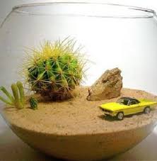 Cuando hayas regado tu cactus no olvides retirar el agua que quede en el plato situado en la parte inferior. Ideas Para Adornos De Cactus En Frascos De Vidrio