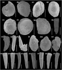 The second best result is shelly wang age 60s in temple city, ca in the temple city neighborhood. Small Shelly Fossils In The Aldanella Yanjiaheensis Assemblage Zone Download Scientific Diagram