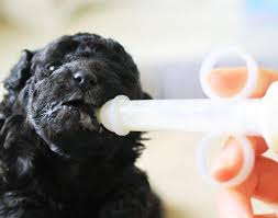 Learn the healthiest approaches to helping them. Diet For A Prematurely Weaned Puppy