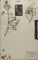 Image result for Stereospermum kunthianum