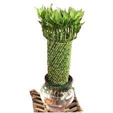 Costa farms lucky bamboo spiral single stem plant in pot. Lucky Bamboo Fish Bowl 70cm Height Order Online In Uae Green Souq Uae