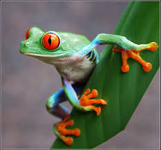 Image result for tree frog