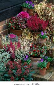 Stock Photo Fairfield Surrey Winter Containers Ornamental Kale Northern Lights Erica Gracilis Gaultheria Autumn Garden Pots Winter Plants Fall Potted Plants