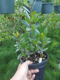 Image result for bay leaf bush foto