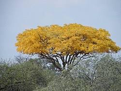 Image result for Tragia kirkiana