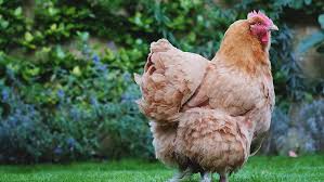 Comment les protéger du froid et de. Comment Installer Des Poules Dans Son Jardin Le Blog Du Herisson