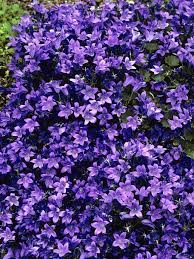 Campanula Birch Hybrid Bluestone Perennials Purple Perennials Pink Perennials Campanula Plant