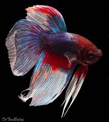 Male Betta For Sale Betta Betta Fish Siamese Fighting Fish
