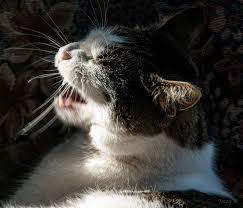 Lysine will also boost your cat's immune system, so if she has ongoing issues with nasal stuffiness, you may want to make lysine. Visiting Vet Snuffles The Martha S Vineyard Times