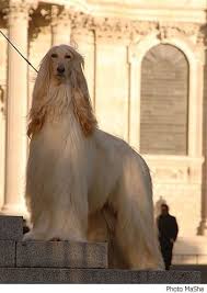 We did not find results for: Afghan Hound Net News Afghan Hound Dog Breeds Dogs