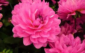 Download hd wallpapers in 1920x1080 hd widescreen 4k uhd 5k 8k ultra hd resolutions Flowers Hd Download 1080p 2k 4k 5k Hd Wallpapers Free Download Wallpaper Flare
