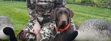 Our dogs produce akc registered chocolate, yellow, fox red, and black labrador puppies. Chocolate Labrador Retriever Breeders In Washington Silver Bow Labradors