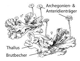 Maybe you would like to learn more about one of these? Http Www Frahmia De Mooskurs2019 Downloads Mooskurs Uni Hohenheim 2019 Pdf