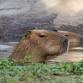 Member Mornings: Capybara event image