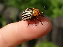 There are a few, however, that can cause damage to overall, beetles are a group of insects that are worth getting to know. Dock Beetle Insect Stripes Yellow Black Orange Grass Sheet Pest Pikist