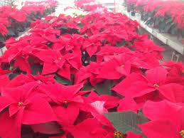 Best florist in lima ohio, don johnson's florist in lima ohio, the greenery florist in lima ohio, town and country florist in lima ohio, don johnson florist in lima ohio slavs to deteriorate your skills one might have. About Us Mohler S Flowers By Uhl Lima Oh