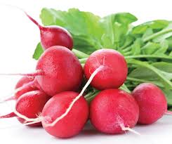 Daikon or daikon radish is japanese root radish which is one of popular vegetable and used for variety of dishes by both raw and cooked. In Season Late Winter Radishes Healthy Food Guide